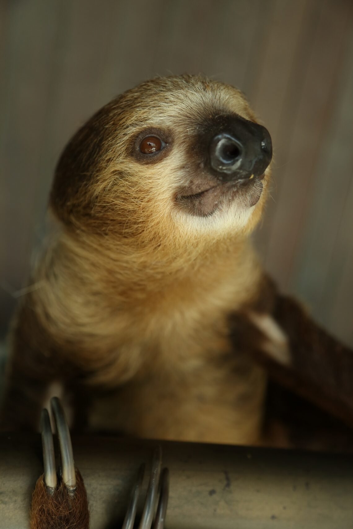 Make a Difference: Adopt an Animal and Support The Green Planet Dubai ...
