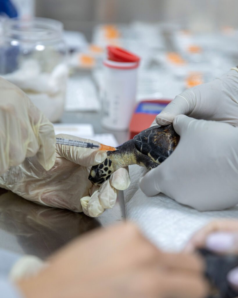 1,000 Turtles Rescued: UAE Now Celebrates Milestone in Marine ...