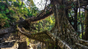 India’s Most Magical Hidden Wonder: The Living Root Bridges of Meghalaya!