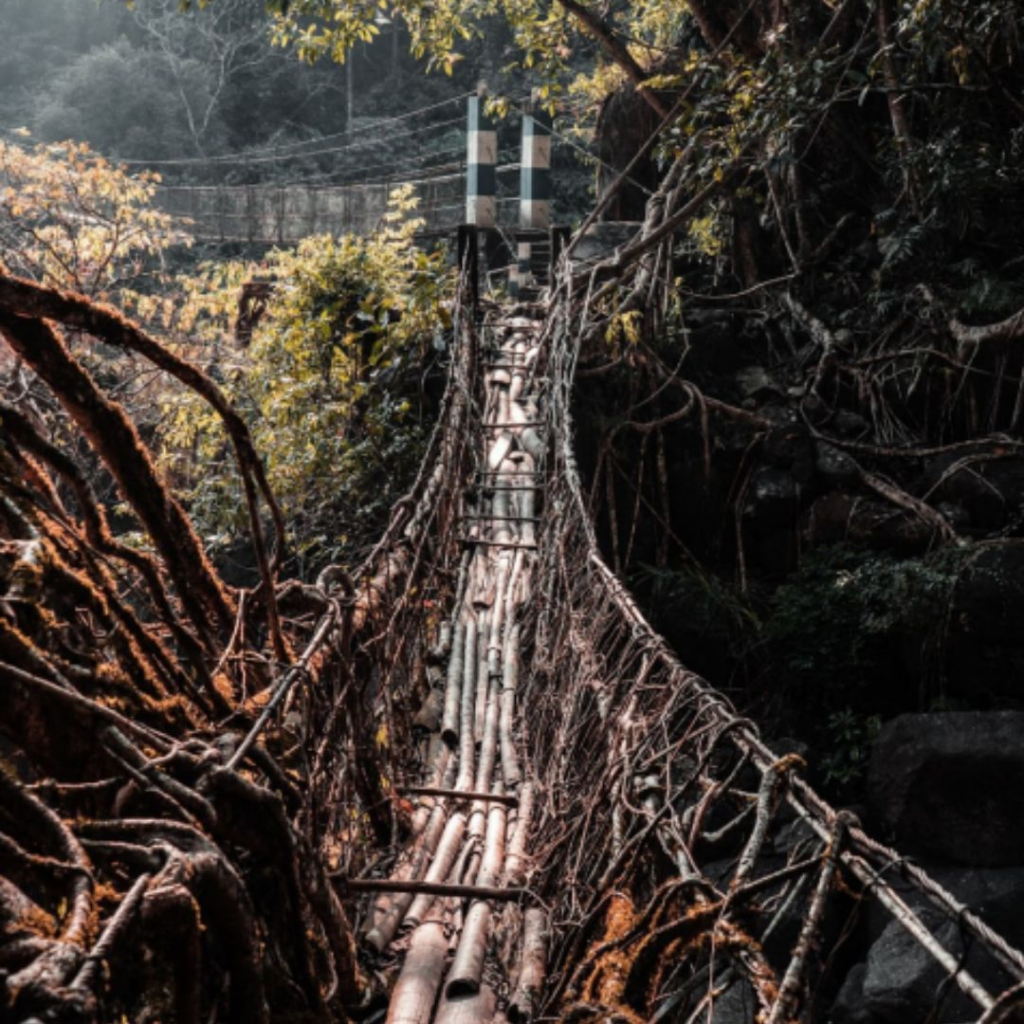 India’s Most Magical Hidden Wonder: The Living Root Bridges of ...