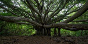 Sacred Groves India Hid From the World for Thousands of Years!