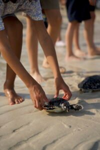 Guests participating in marine conservation for Earth Day Dubai at Jumeirah.