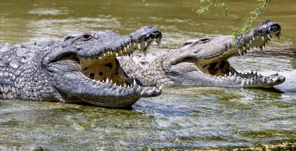 Large Nile crocodiles basking in the sun at Dubai Crocodile Park in the UAE.