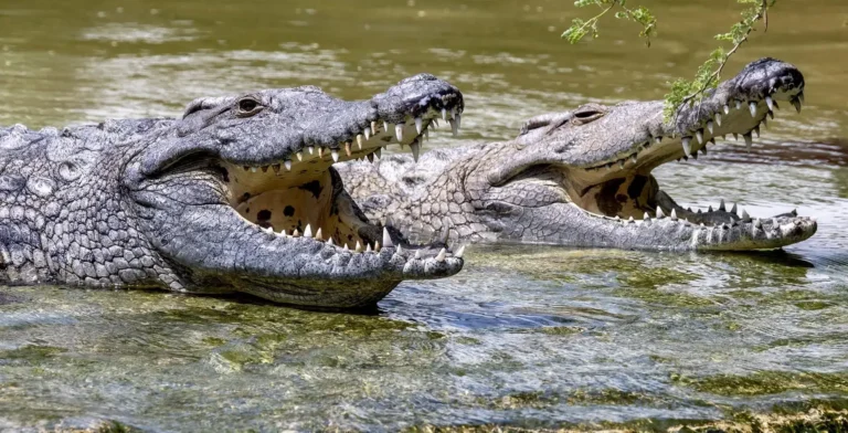 Large Nile crocodiles basking in the sun at Dubai Crocodile Park in the UAE.