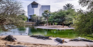 Large Nile crocodiles basking in the sun at Dubai Crocodile Park in the UAE.