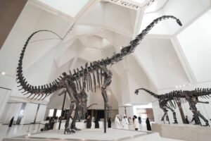 Behind the scenes access at the Natural History Museum Abu Dhabi for International Museum Day.
