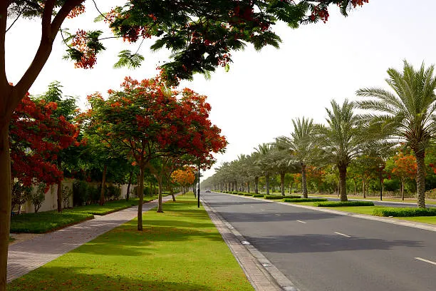 Beautiful flowering avenues blooming during the fresh flame tree season in Mirdif.