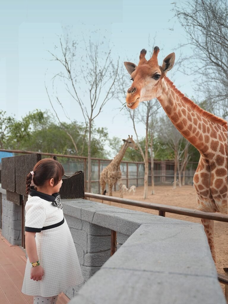 Child enjoying interactive animal feeding at Emirates Park Zoo while using Abu Dhabi zoo deals.
